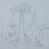 K.G. Subramanyan, Untitled, Ink on Paper,11 x 8.5 inches, 2003